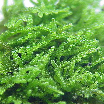 Hypnum cupressiforme unspecified picture