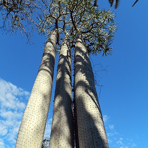 Pachypodium mikea unspecified picture