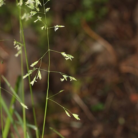 Bromus sitchensis unspecified picture