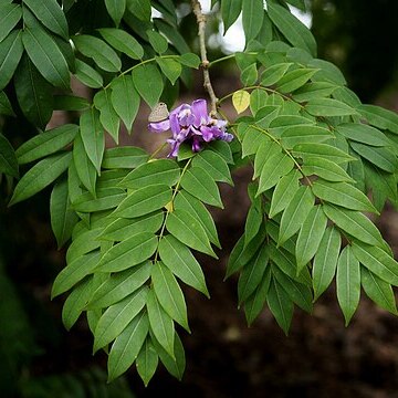 Phaseolodes sutterlandii unspecified picture