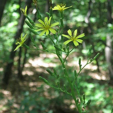 Lactuca raddeana unspecified picture