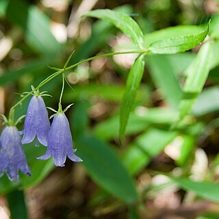 Adenophora nikoensis unspecified picture