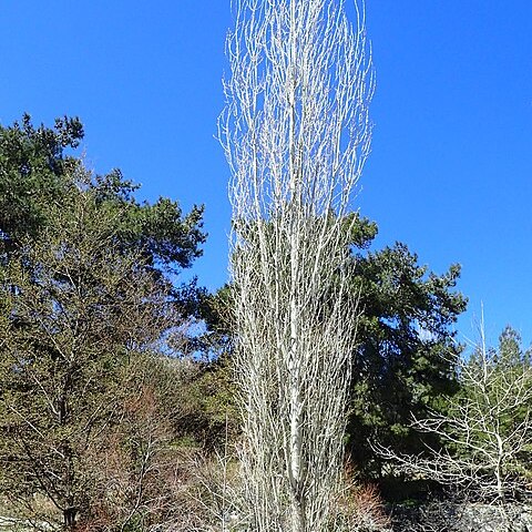 Populus afghanica unspecified picture
