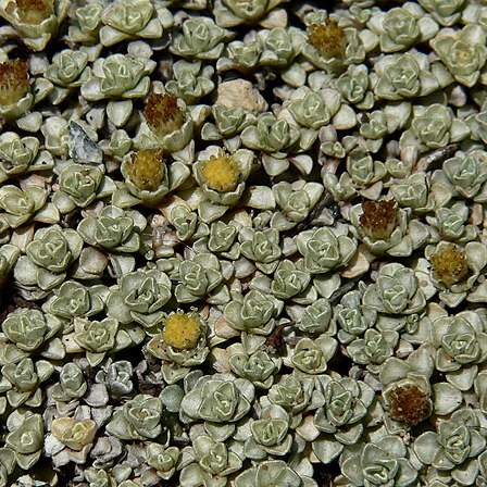 Raoulia hookeri unspecified picture