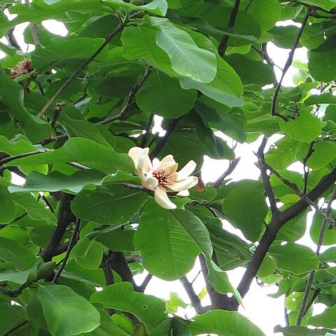 Magnolia obovata unspecified picture