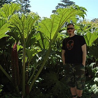 Gunnera unspecified picture