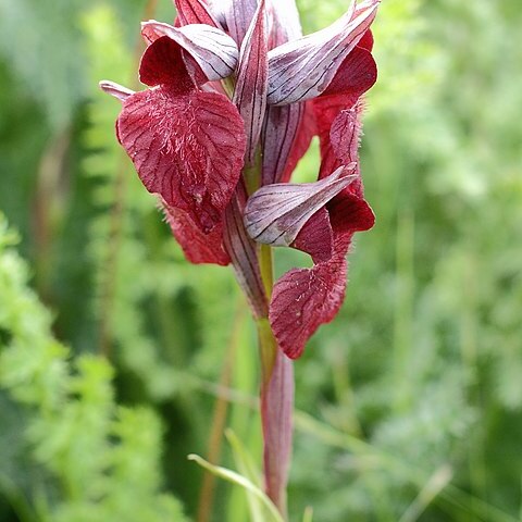 Serapias cordigera subsp. cordigera unspecified picture