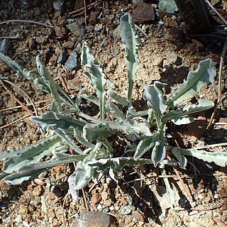 Scorzonera troodea unspecified picture