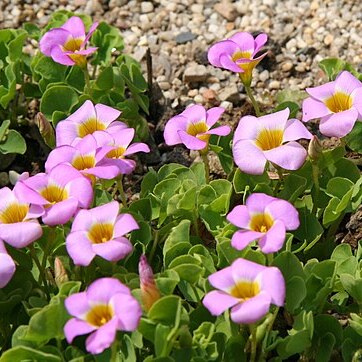 Oxalis depressa unspecified picture