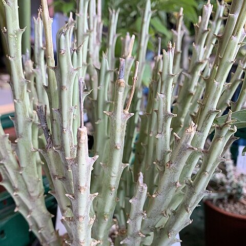 Caralluma dicapuae unspecified picture