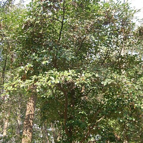 Distylium unspecified picture