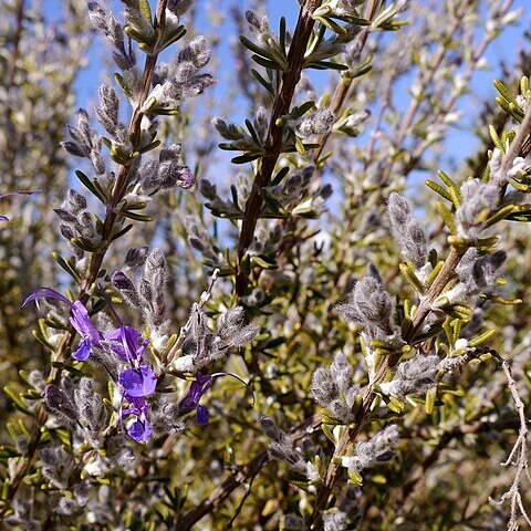 Rosmarinus eriocalyx unspecified picture