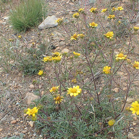 Hymenothrix unspecified picture