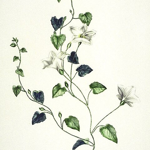 Calystegia tuguriorum unspecified picture