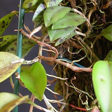 Acianthera nemorosa unspecified picture