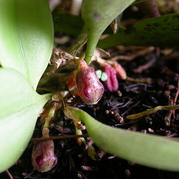 Acianthera cryptantha unspecified picture