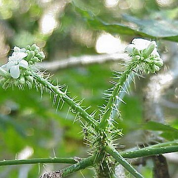Cnidoscolus souzae unspecified picture