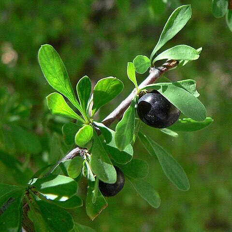 Condalia globosa unspecified picture