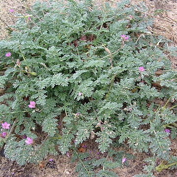 Erodium l'hér. unspecified picture