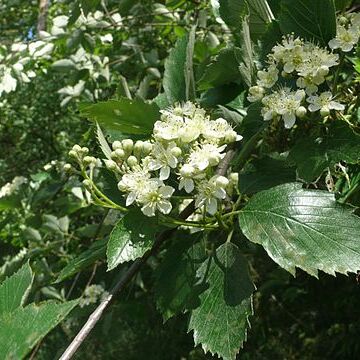 Karpatiosorbus badensis unspecified picture