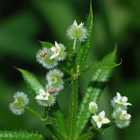 Galium unspecified picture
