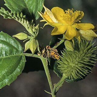 Corchorus junodi unspecified picture