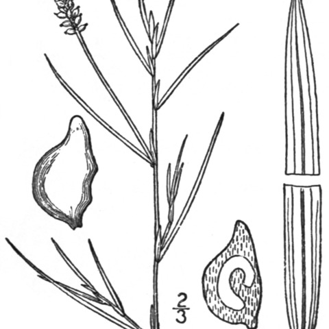 Potamogeton rutilus unspecified picture