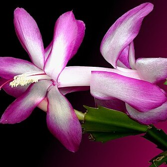 Schlumbergera orssichiana unspecified picture
