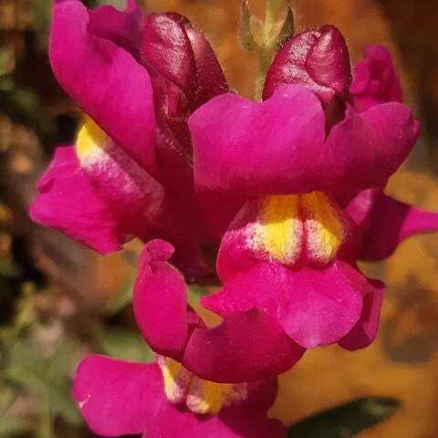 Antirrhinum unspecified picture