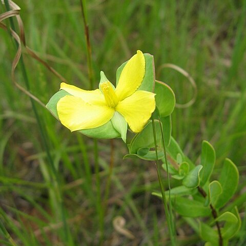 Hypericum crux-andreae unspecified picture