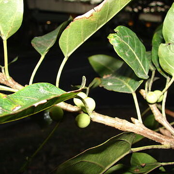 Ficus nota unspecified picture