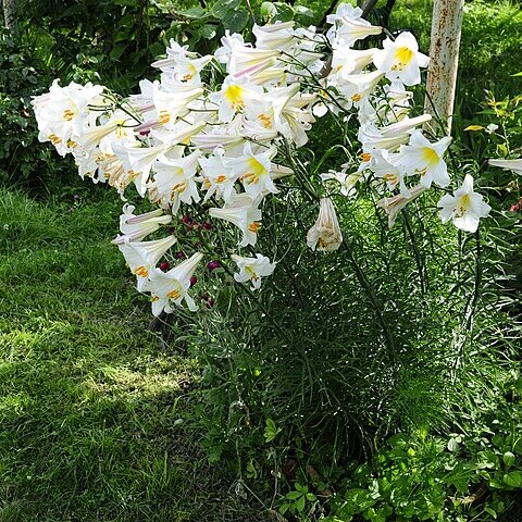Lilium regale unspecified picture