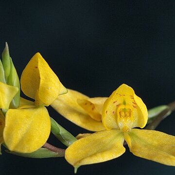 Disa aurata unspecified picture