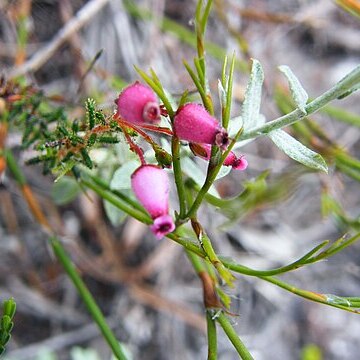 Erica glutinosa unspecified picture