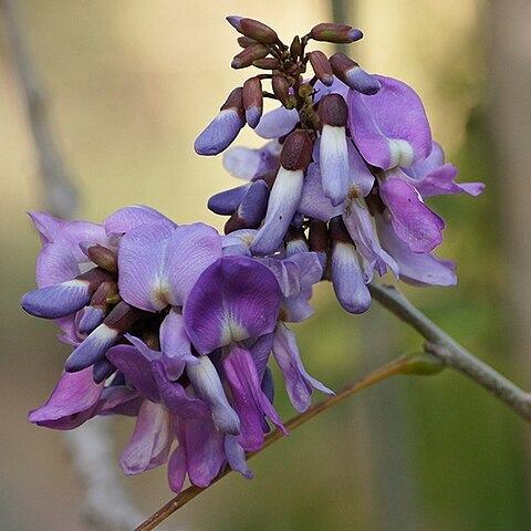 Phaseolodes sutterlandii unspecified picture