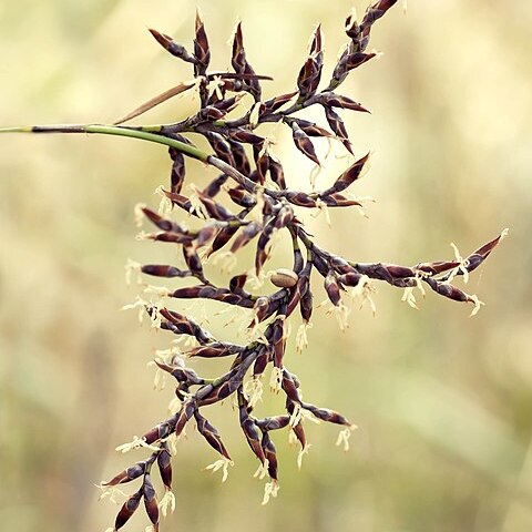 Lepidosperma squamatum unspecified picture