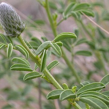 Dalea ornata unspecified picture