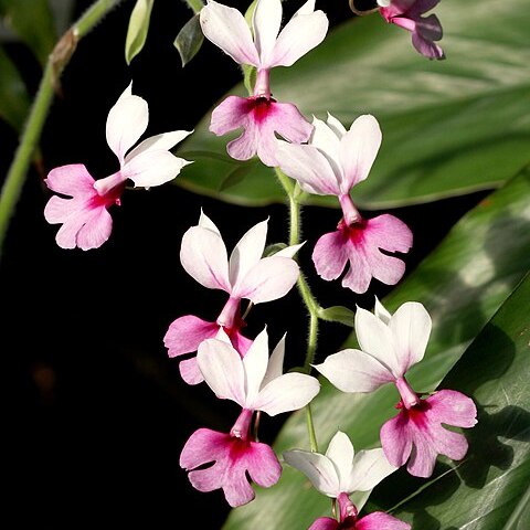Calanthe vestita unspecified picture
