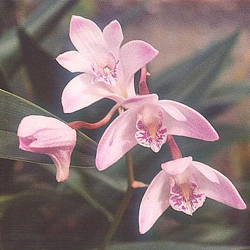 Dendrobium unspecified picture