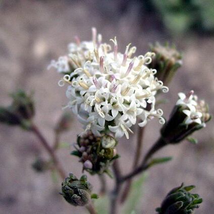 Chaenactis douglasii unspecified picture