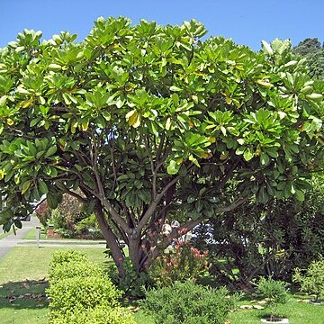 Meryta unspecified picture