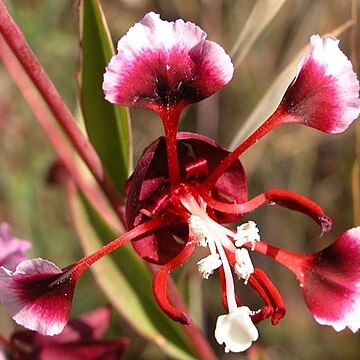 Clarkia springvillensis unspecified picture