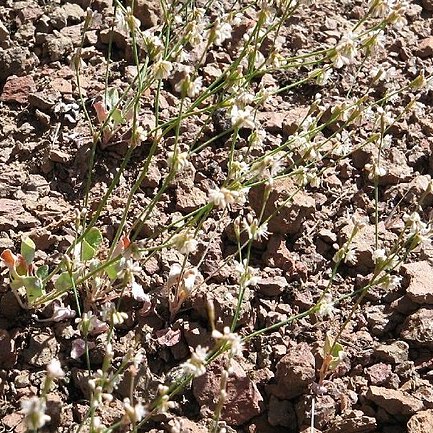 Eriogonum vimineum unspecified picture