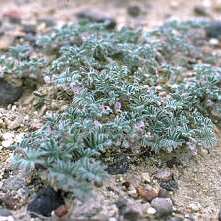 Astragalus tiehmii unspecified picture