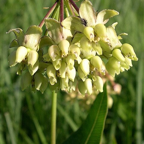 Asclepias meadii unspecified picture