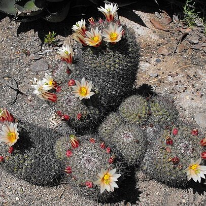 Mammillaria unspecified picture