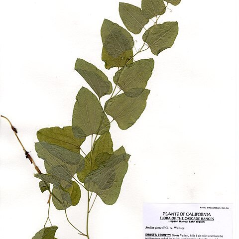 Smilax jamesii unspecified picture