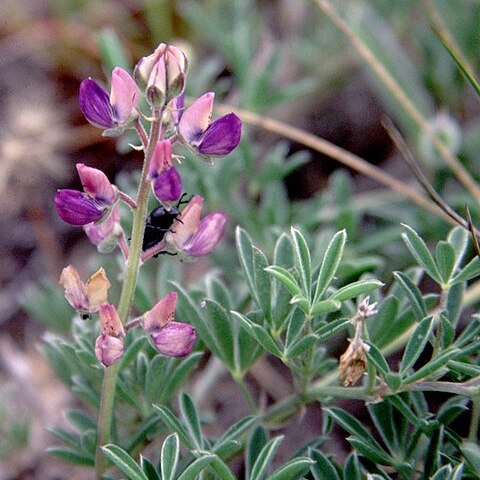 Lupinus littoralis unspecified picture