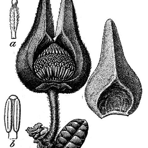 Annona cascarilloides unspecified picture