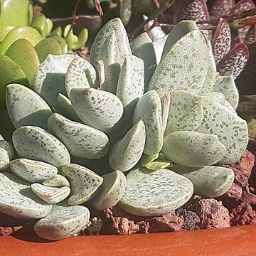Adromischus alstonii unspecified picture